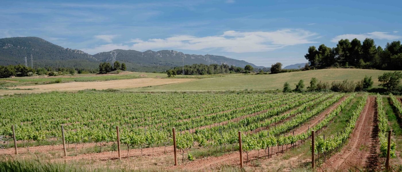 GABOR CELLER - 2024.05.29-24